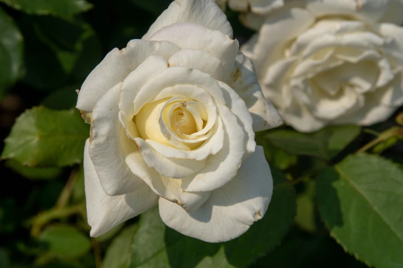 a close - up s of two white roses