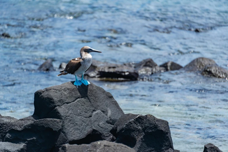 the bird is standing on a rock next to the water