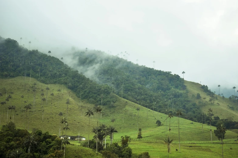 the mountain side with trees on it, and grass and bushes in the foreground