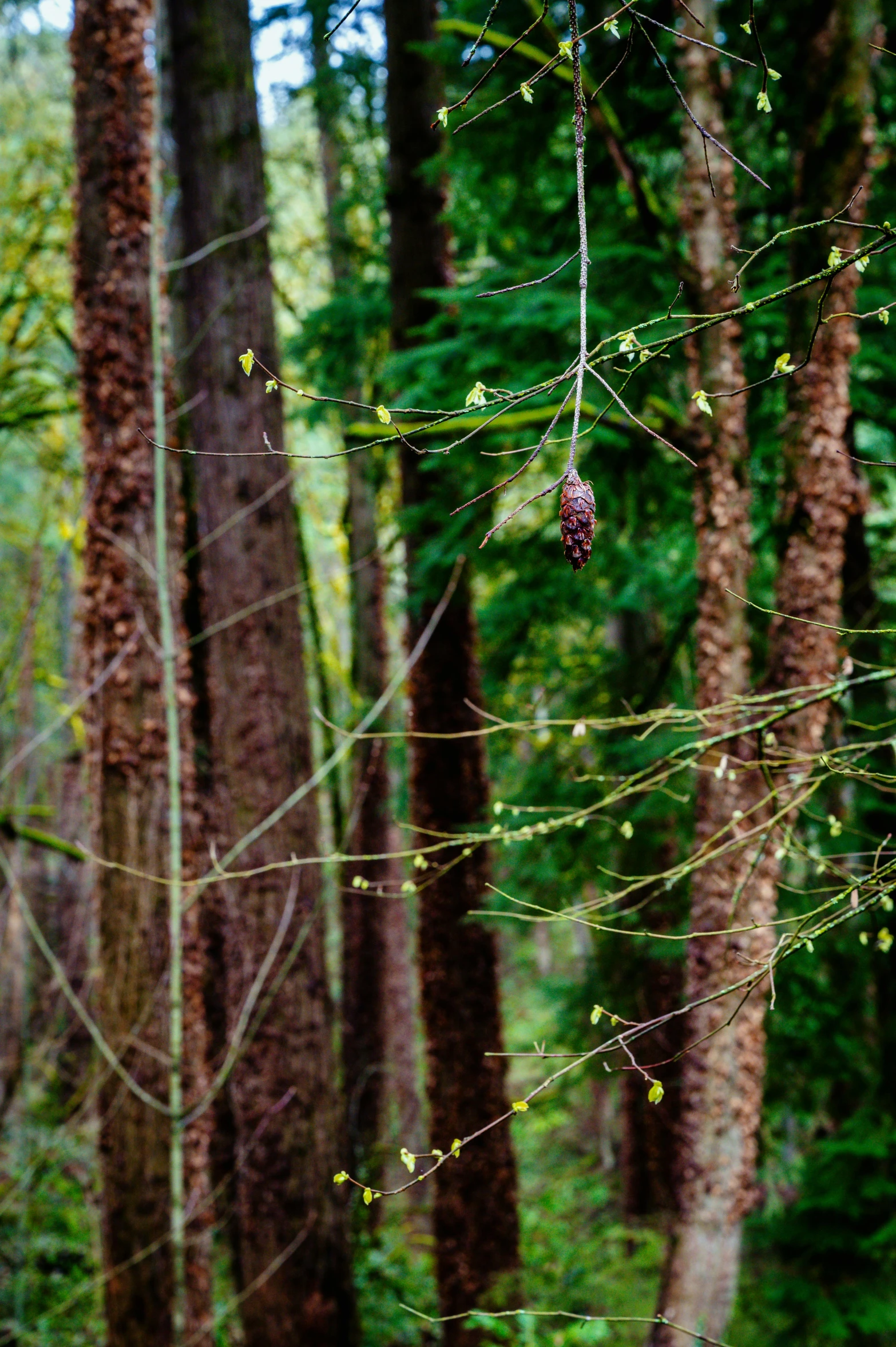 a close up of trees with many leaves