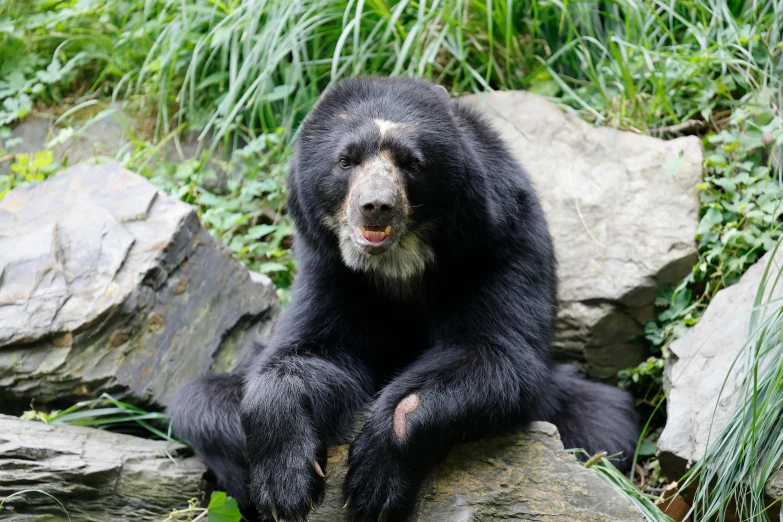 a black bear sitting on top of a stone wall