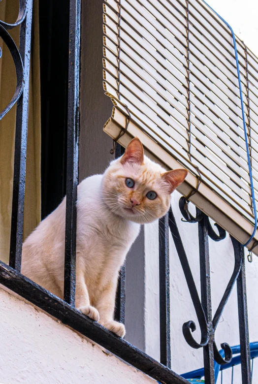 a white cat sitting on a ledge by a door