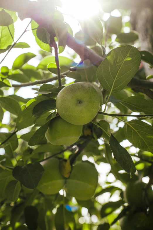 an apple tree in the sunlight with leaves