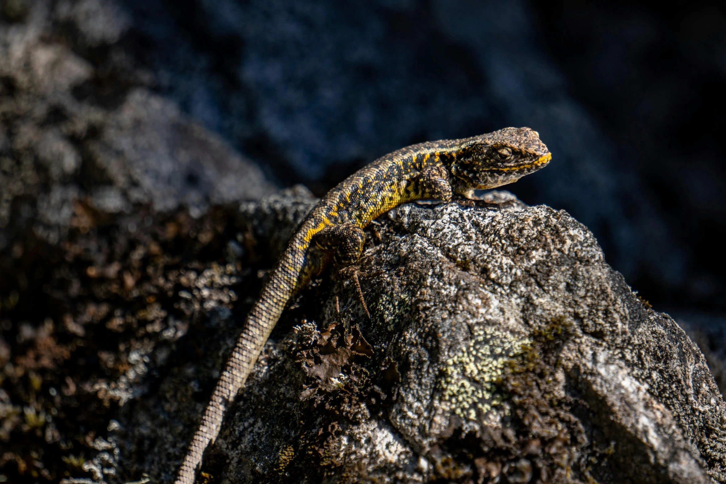 an animal with some yellow on it sitting on some rocks