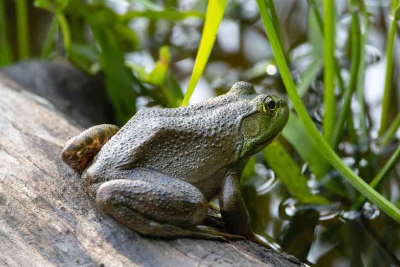 a frog sits on a tree trunk in a grassy area