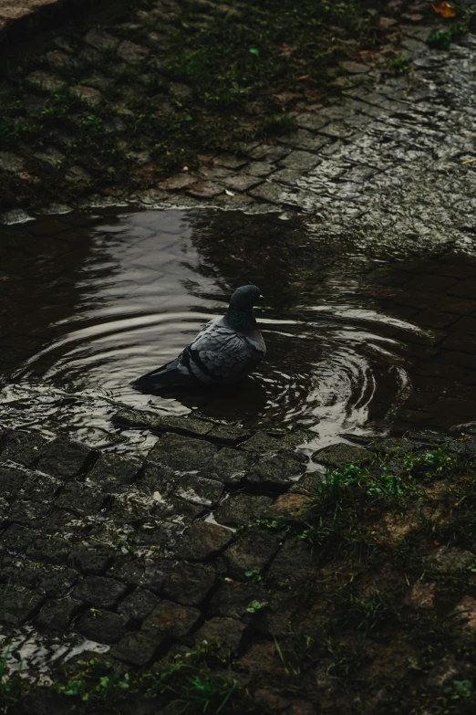 a water bird swimming in a pond on the side of a road