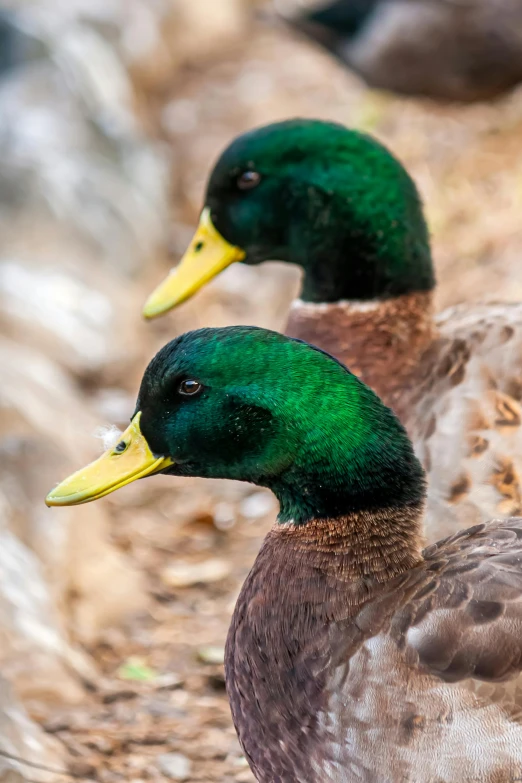 two ducks sitting near each other next to rocks