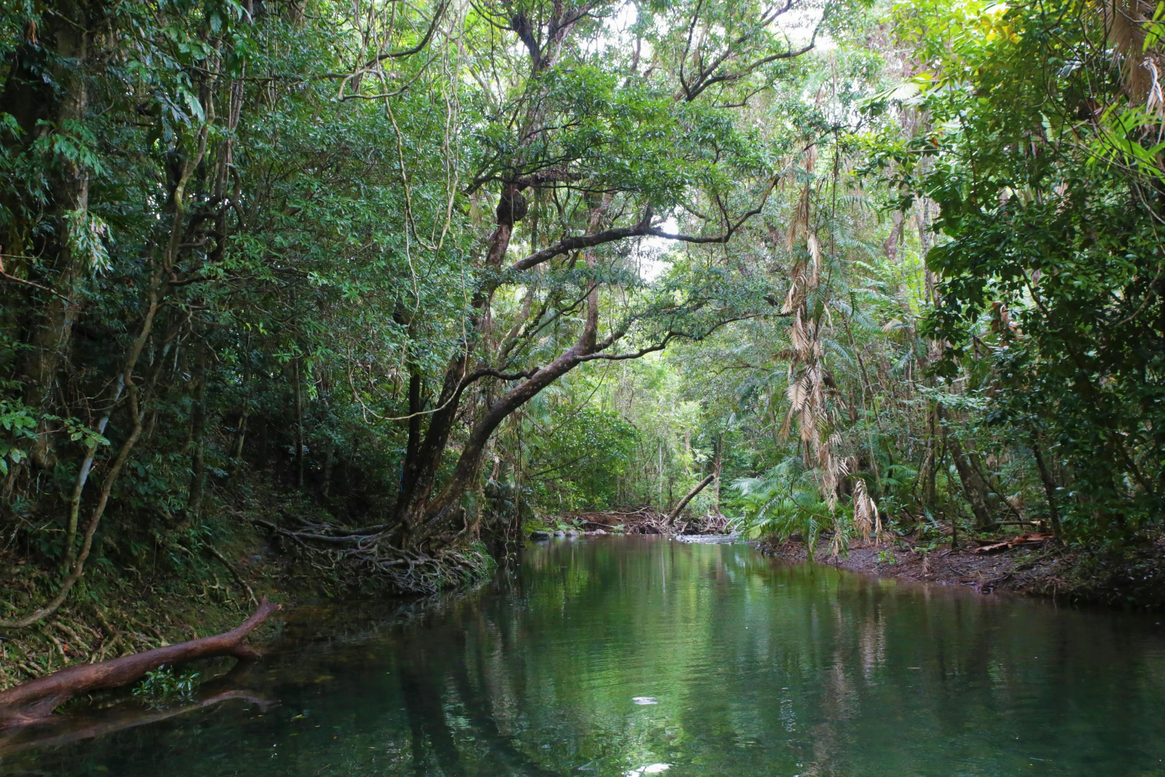 the view of a forest river in australia