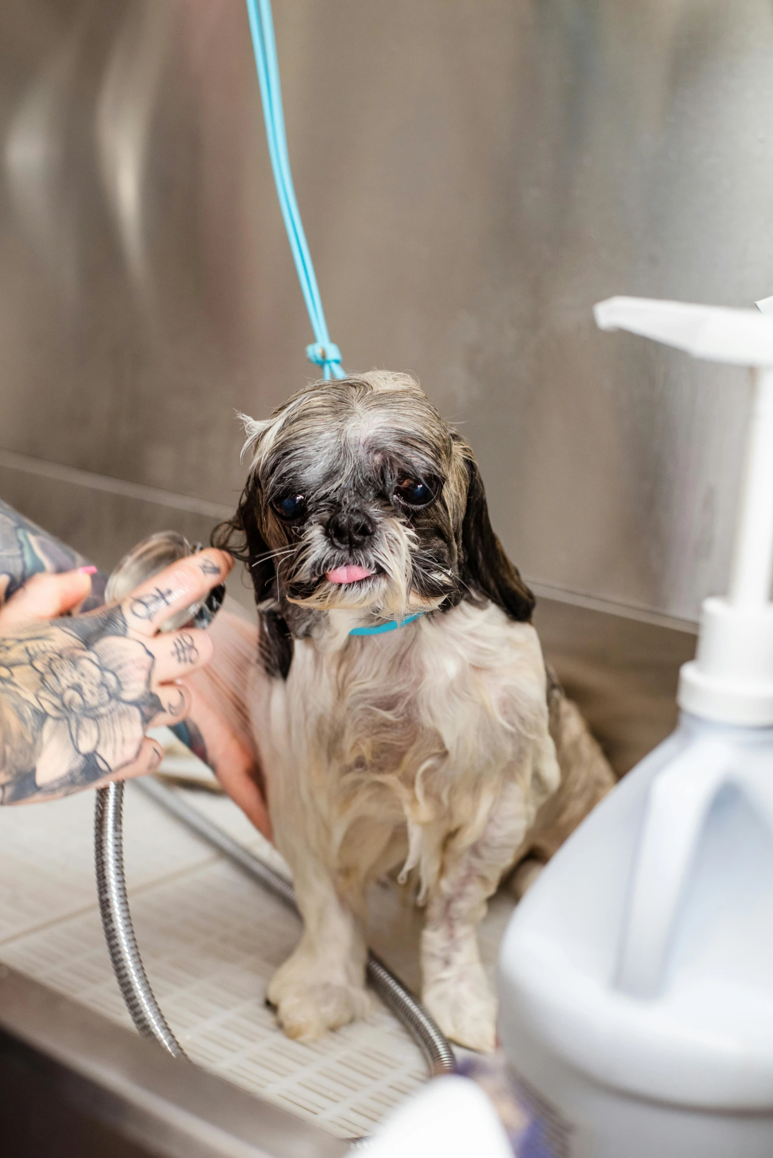 a brown and white dog standing in the shower