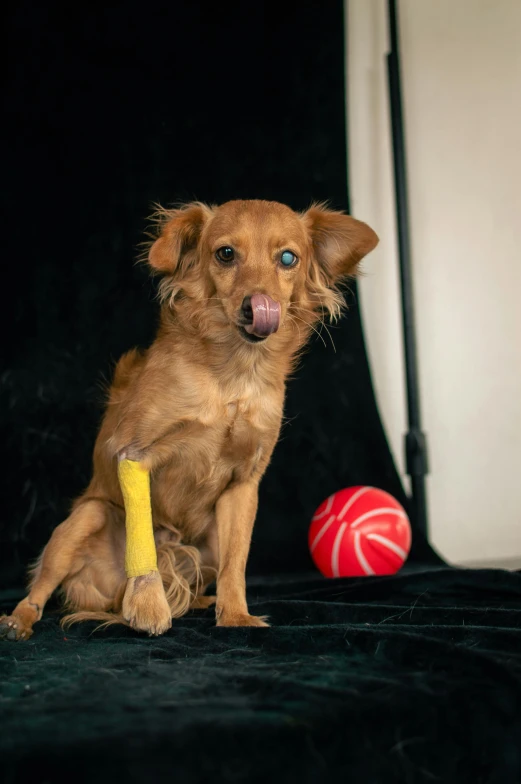 a dog is looking into the camera and posing