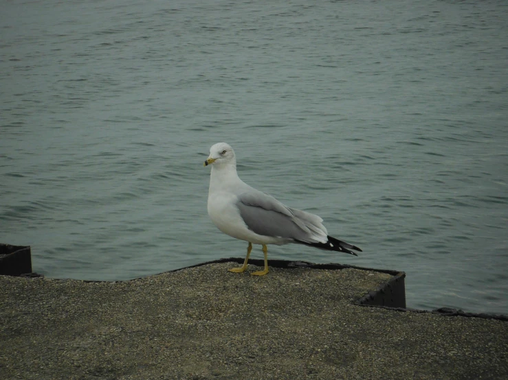 a seagull sits on a concrete ledge near water