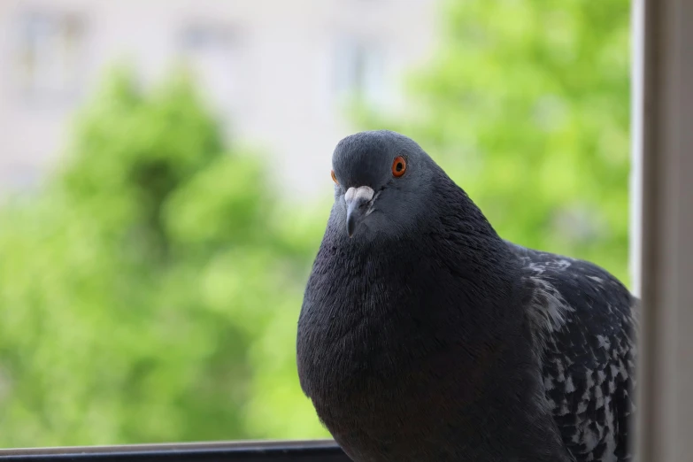 a pigeon standing on the edge of a window sill