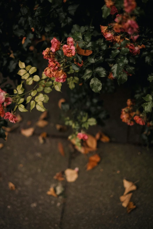 colorful flowers on the concrete in front of a dark background