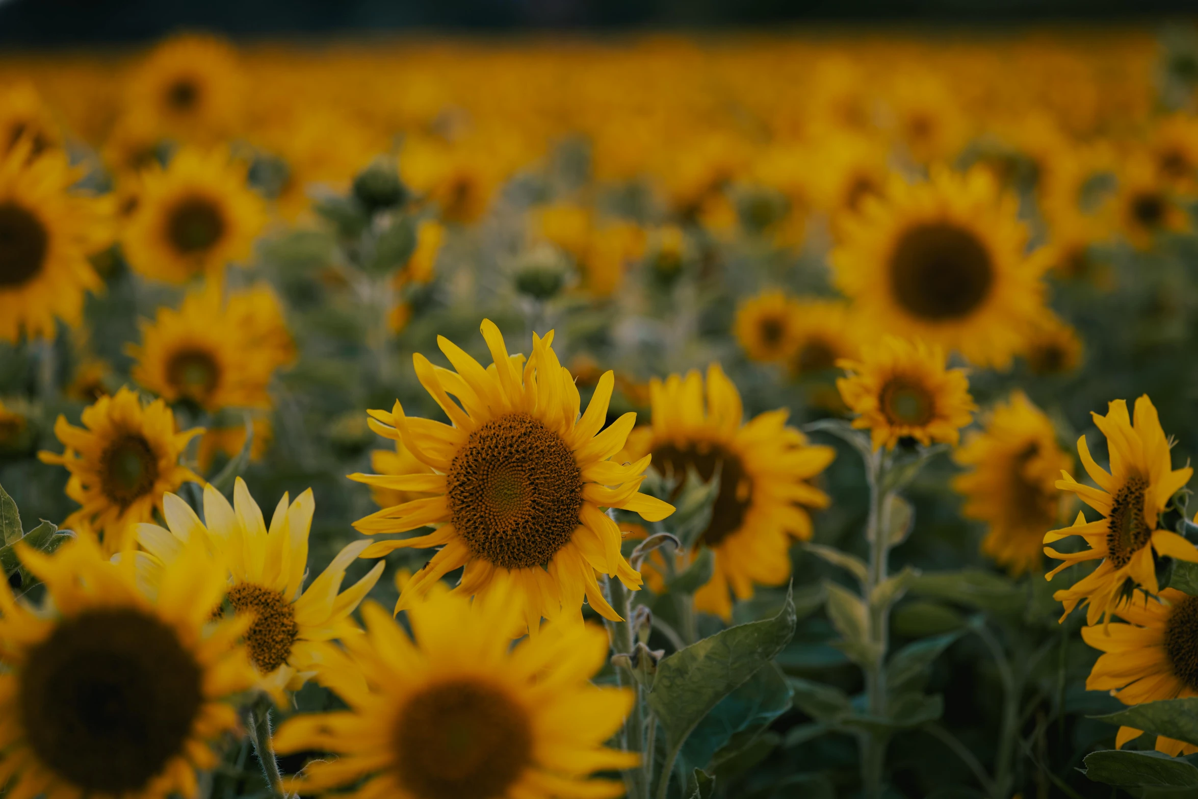 the field has sunflowers all over it