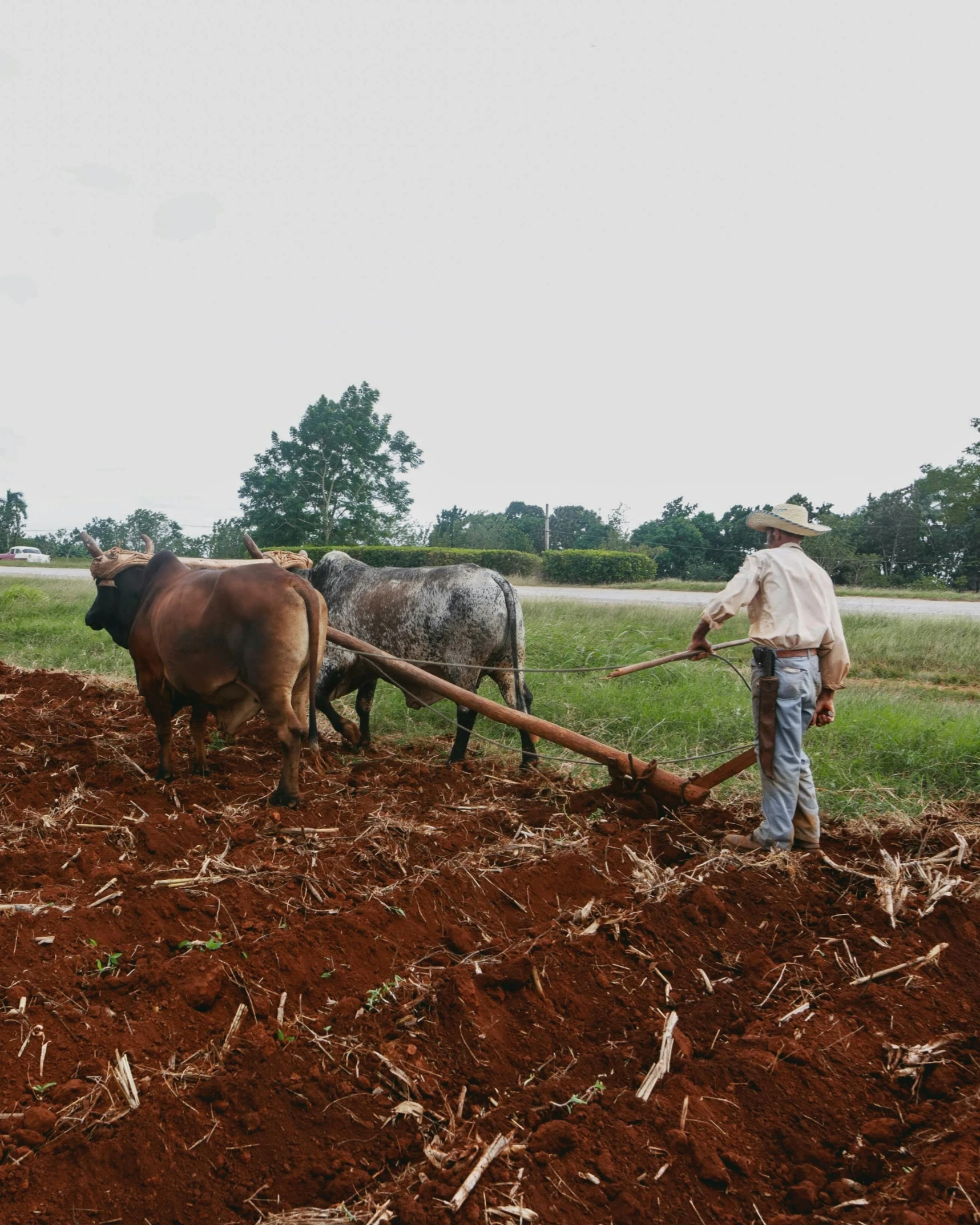 a man is plowing a field with three cows