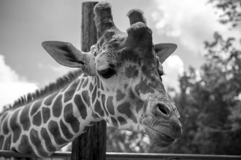 a giraffe is looking over a fence