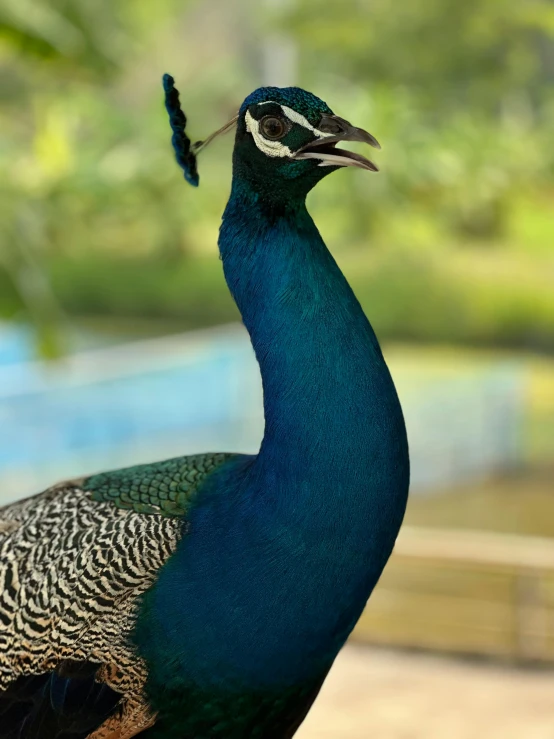 a blue peacock with a black head standing in front of some water