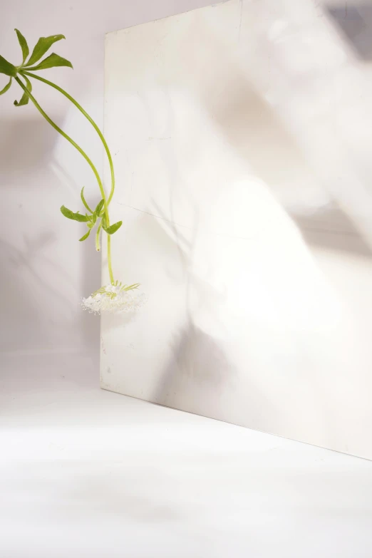 the flower is being reflected in a mirror