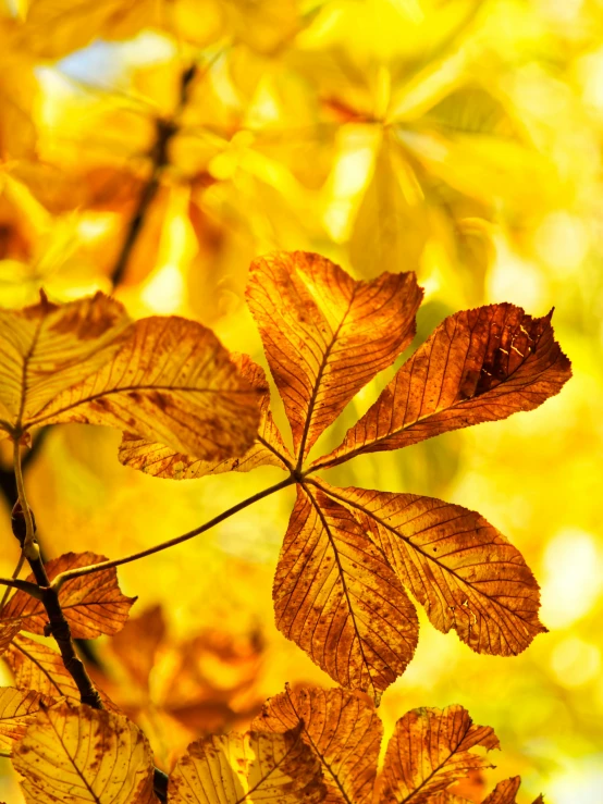 a yellow tree leaves with the background yellow