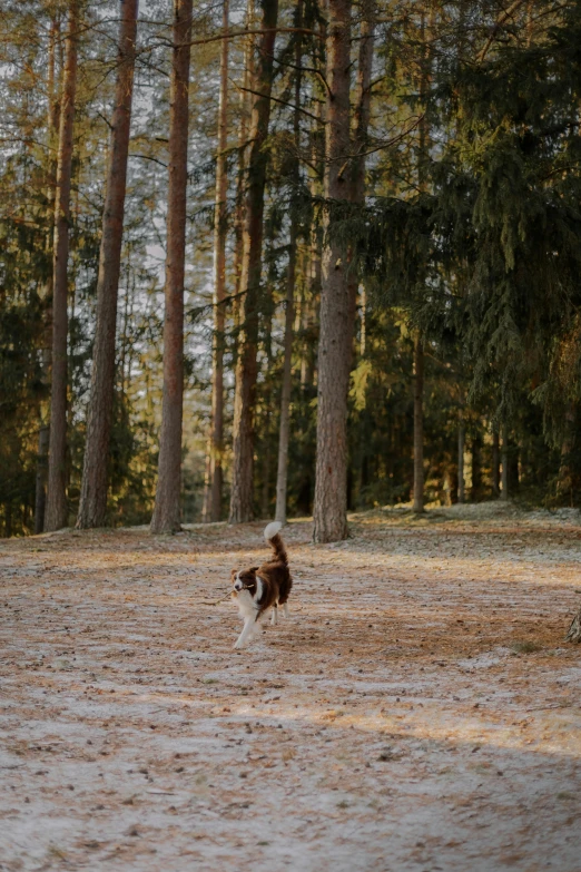 the dog is running in the field among the trees