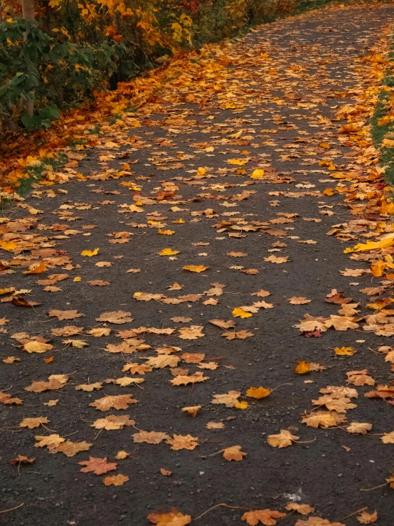 a dog is standing on a leafed path