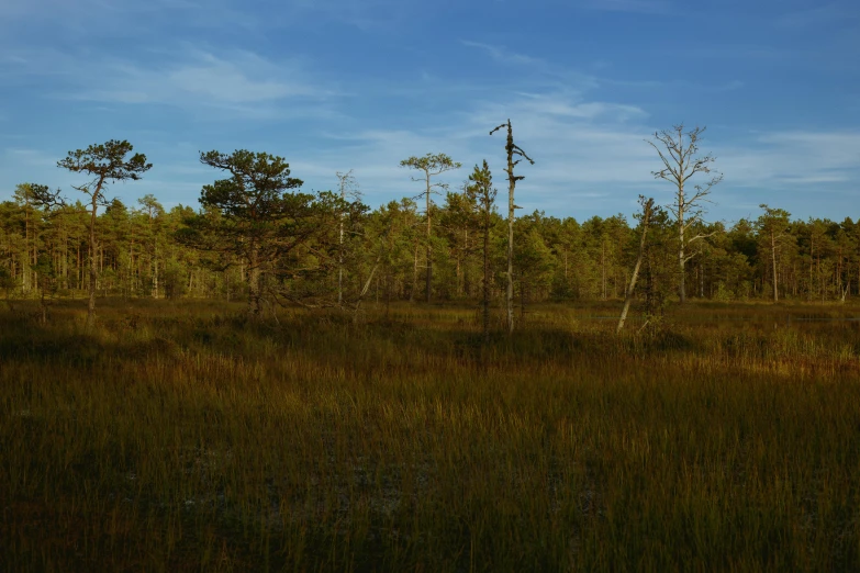 a po of a field full of trees