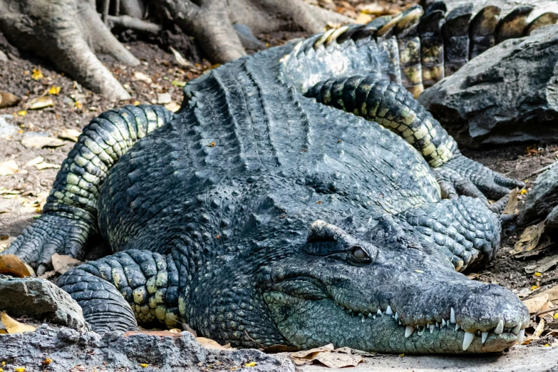 an alligator sits in the sun near some tree roots