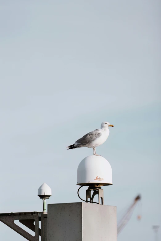 a seagull sitting on the top of a building