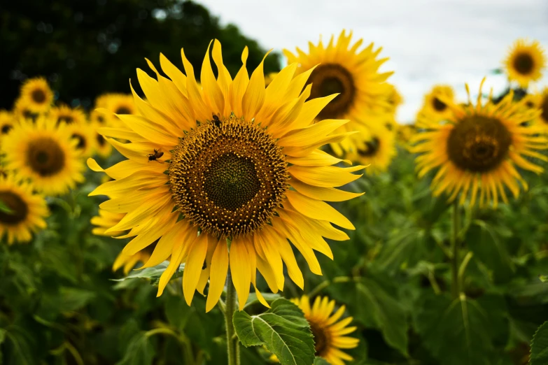 a sunflower is pictured in this picture, a bee flies away