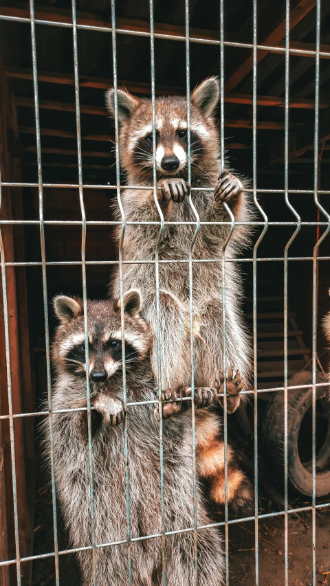 three racs behind metal bars on top of some cement