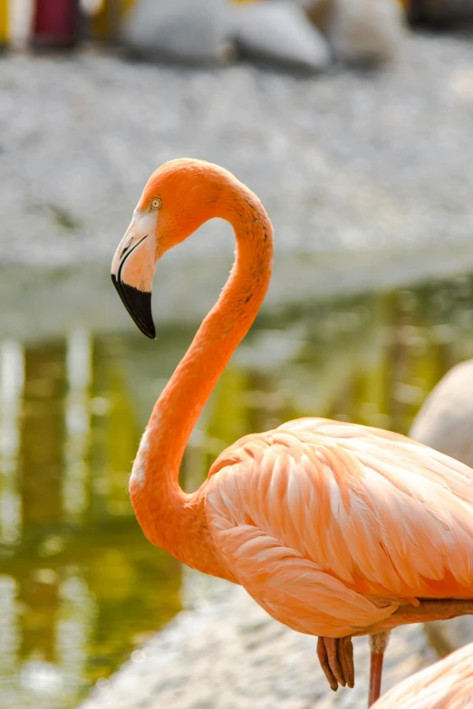 two flamingos standing next to each other near a body of water