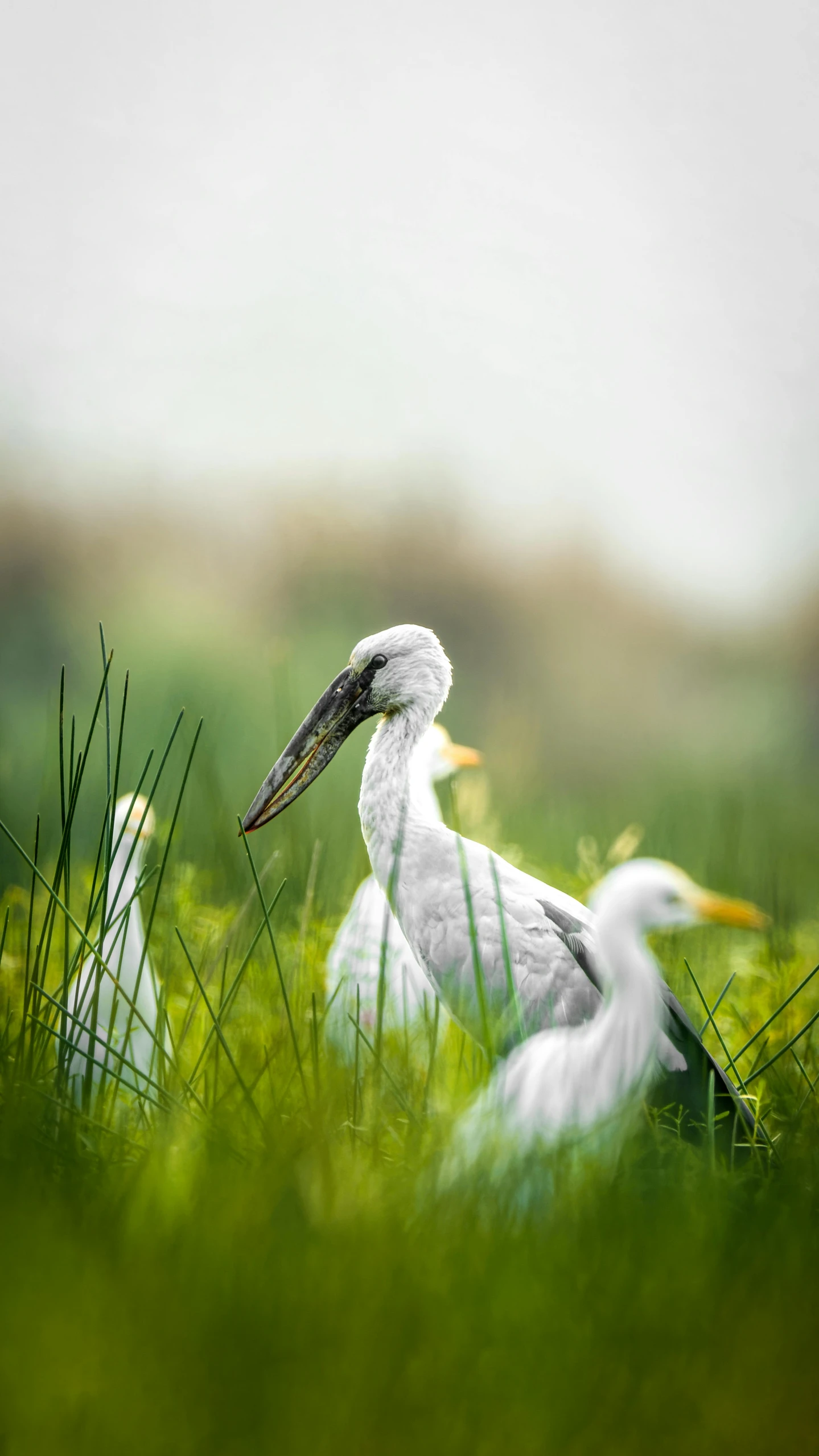 two birds sitting next to each other on green grass