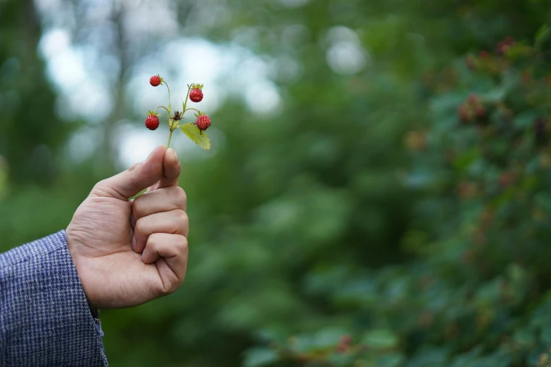 a person holds out a red fruit on the stem