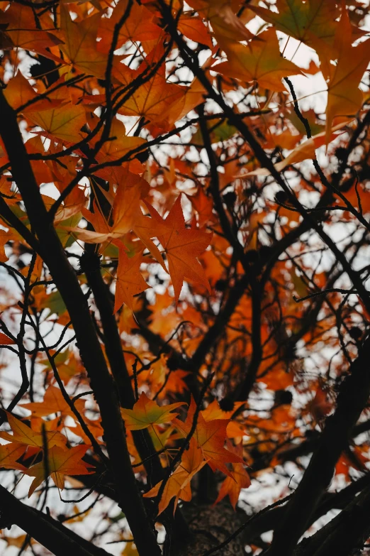 orange and yellow autumn leaves from a tree in the sun