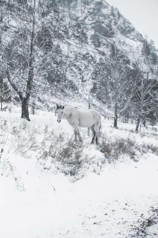 two horses in the snow near some trees