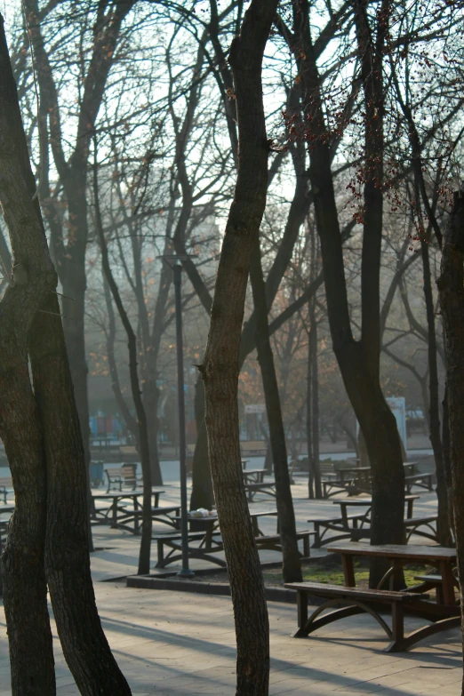 some benches in a wooded area in the daytime