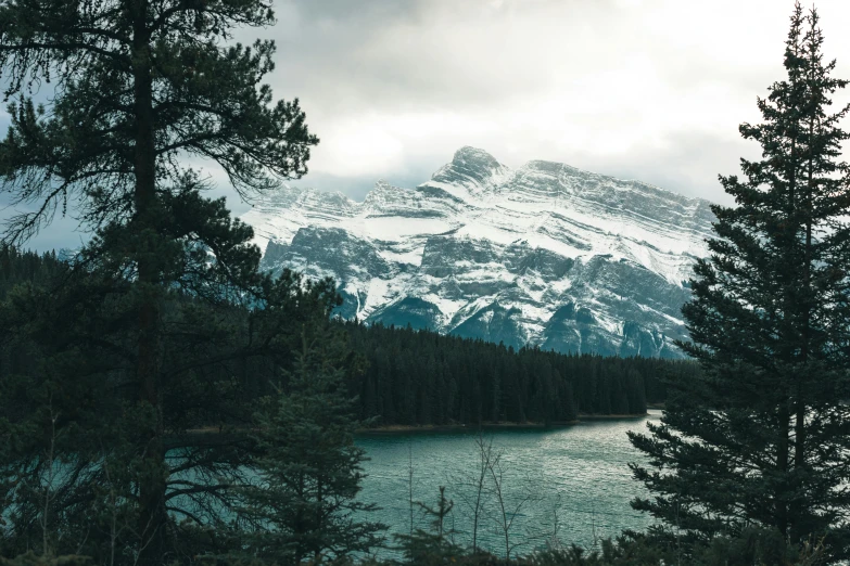 pine trees in front of a mountain with a snow - capped peak