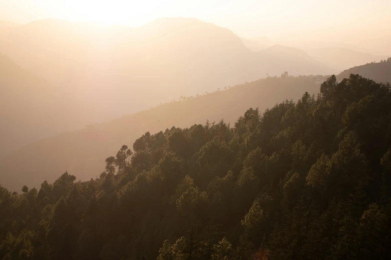 hazy scene with trees at sunset, on a mountainous mountain