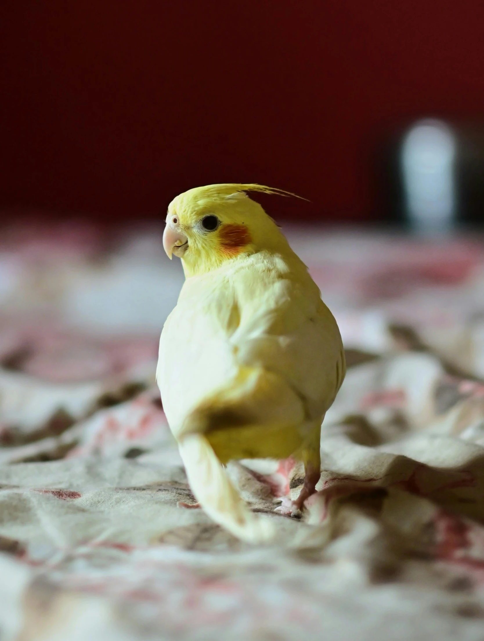 a yellow cockatil perches on a quilt in a room