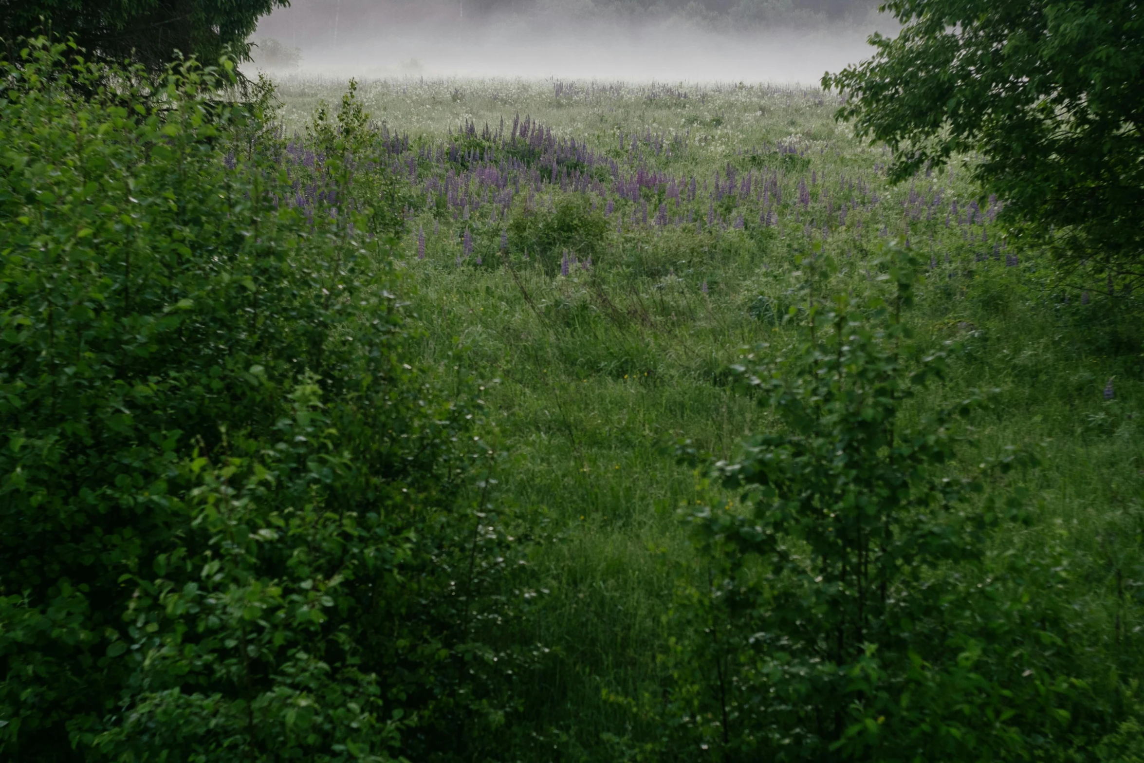 a foggy field has many trees and bushes