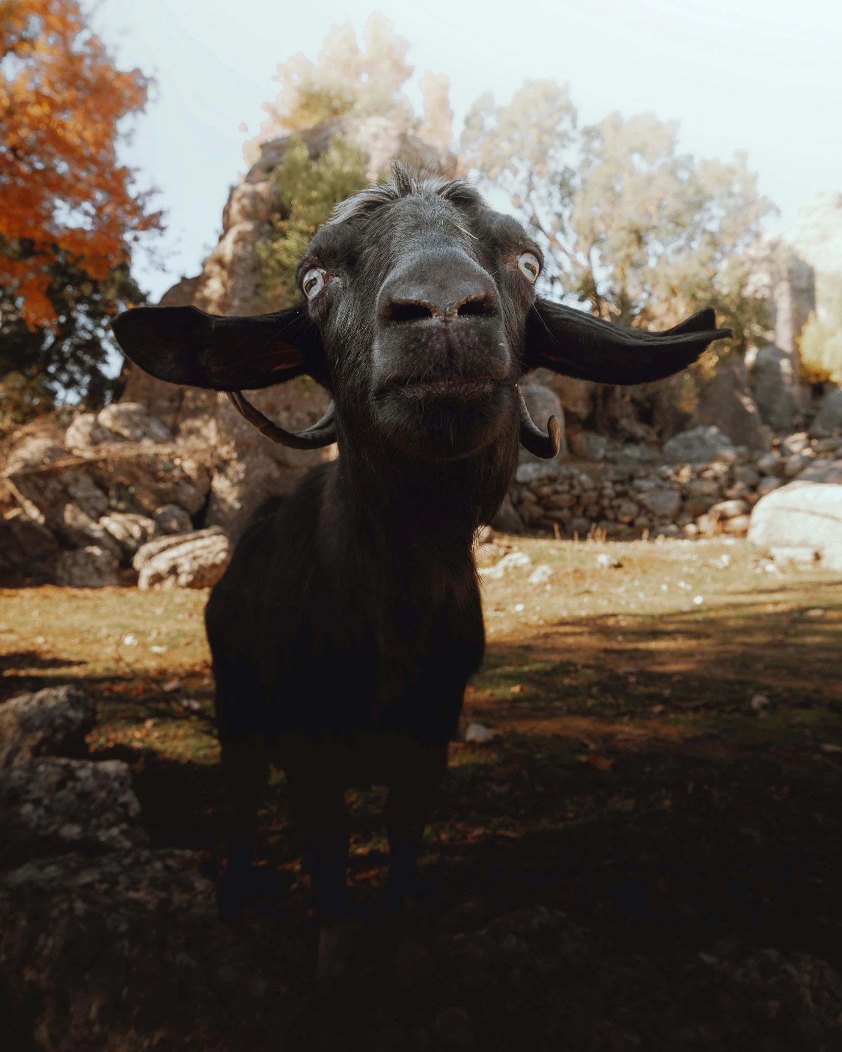 a horned animal stands alone in the field