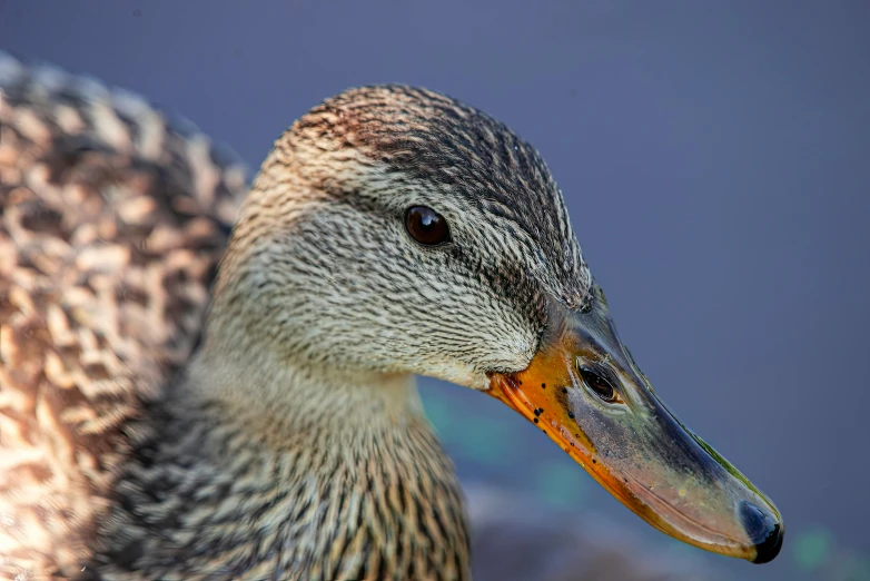 this duck is looking very cute with its colorful feathers