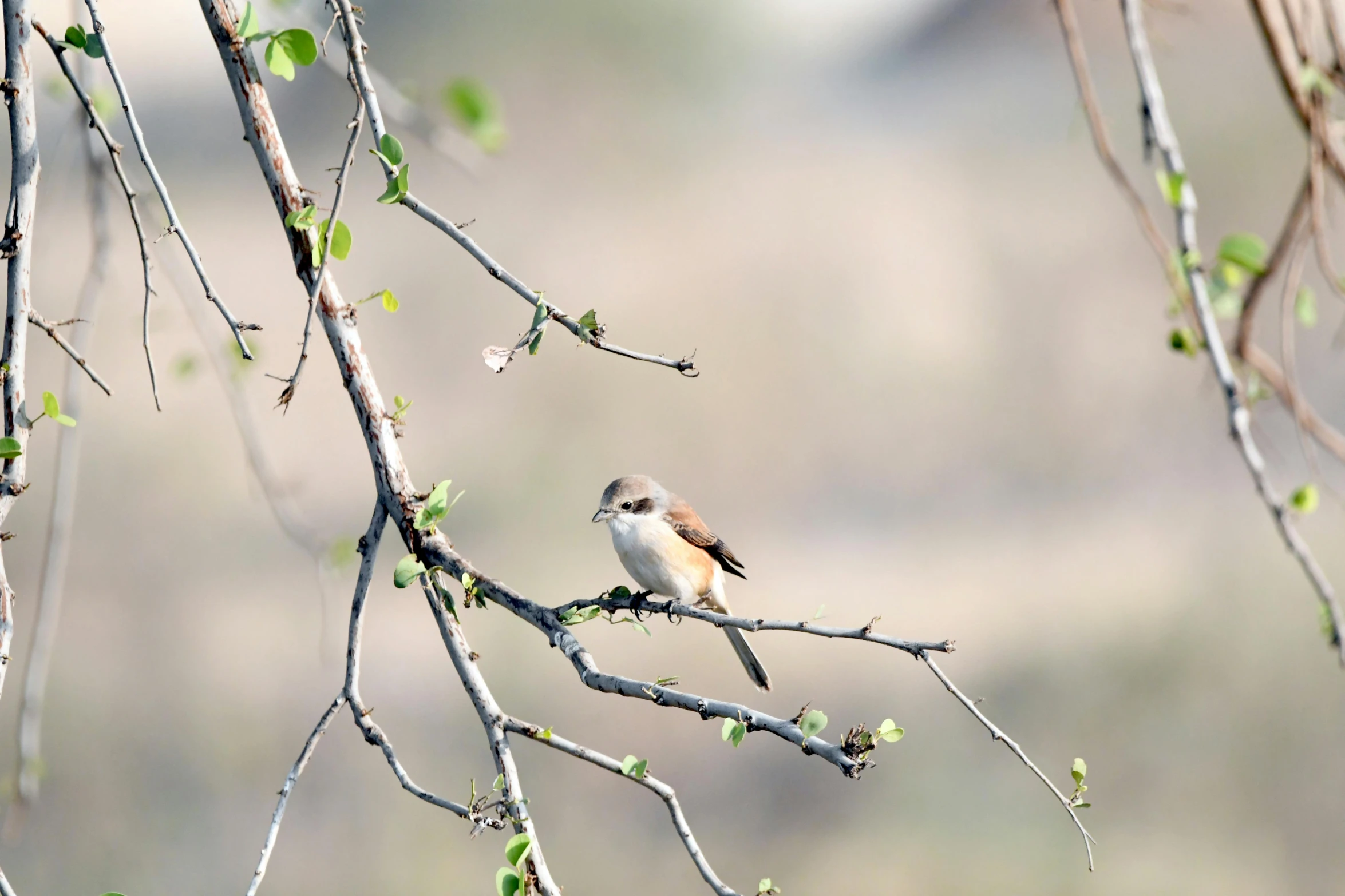 a small bird sits on the nch of a tree