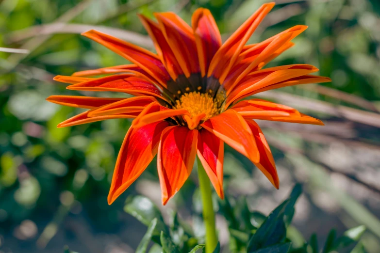 the center flower in the foreground with bright foliage in the background