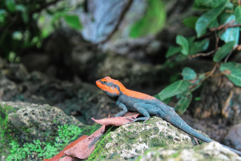 a lizard with a orange and blue markings sitting on some rocks