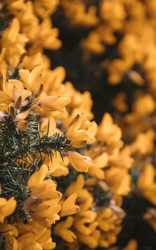 yellow flower blooms on a tree with a blurry background