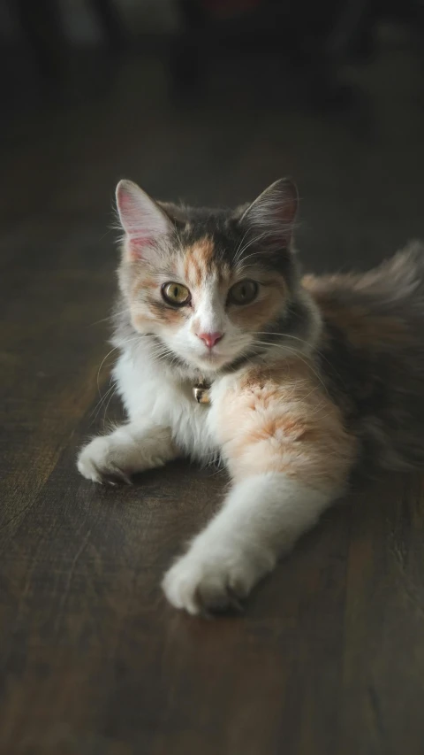 a grey and white cat is lying down on the floor