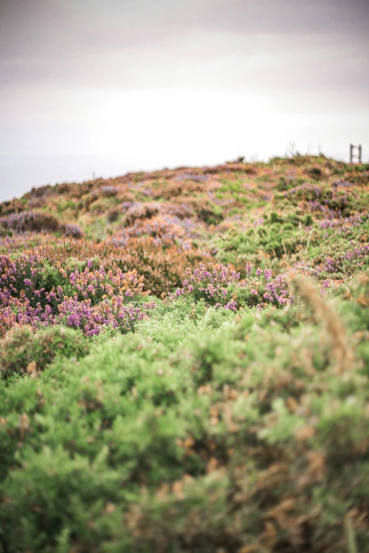 an animal standing on top of a lush green hillside