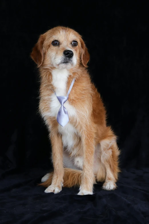 an image of a dog that is sitting on a black background