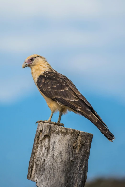 the bird is standing on the piece of wood